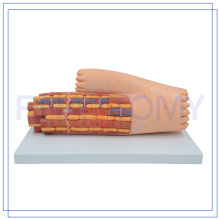 PNT-0339 high quality cardiac muscle model